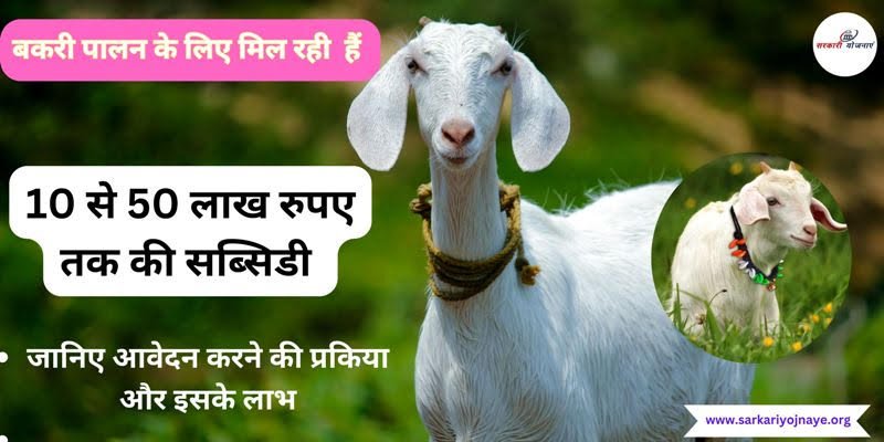 Subsidy on Goat Farming